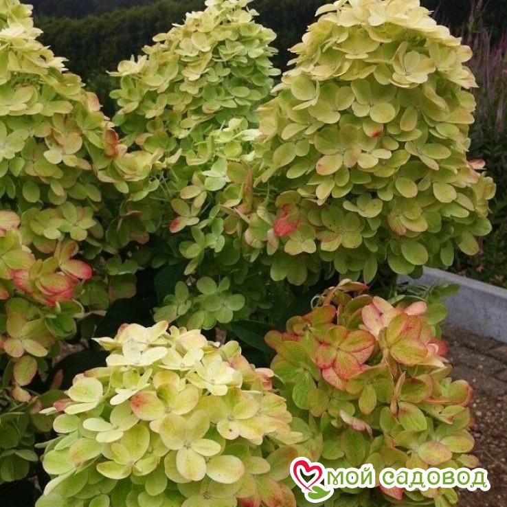 Гортензия Граффити