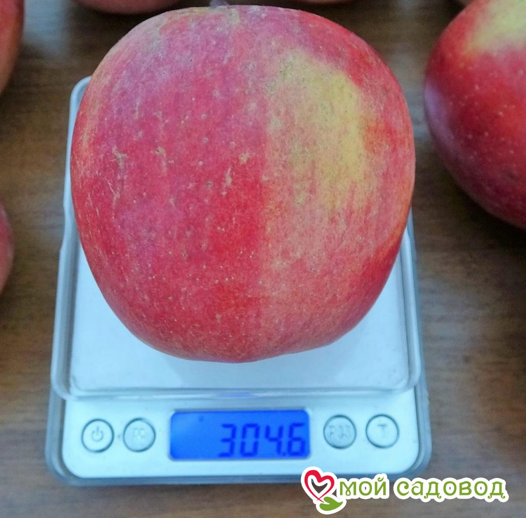 Яблоня Фуджи Фубракс, зимний сорт