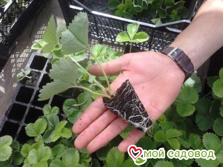 Клубника ампельная Рубикс